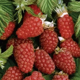 malinojezyna-loganberry-ogromne-owoce-bardzo-aromatyczne-2l