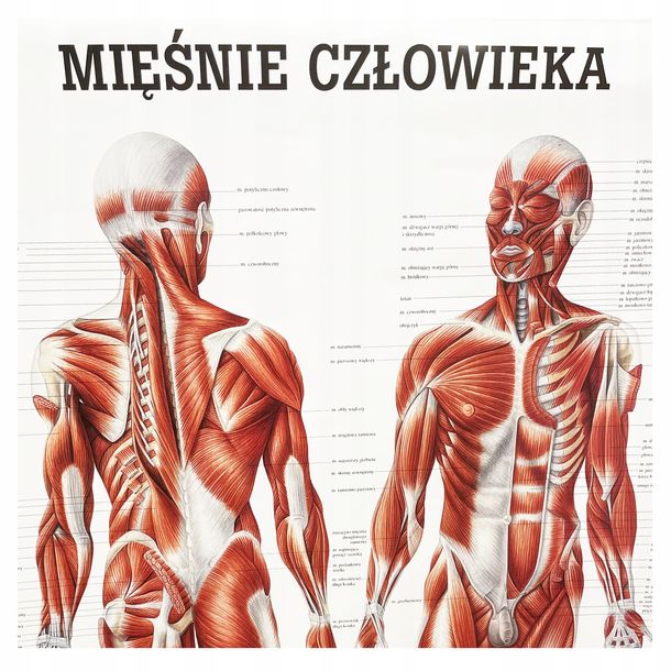 Tablica Anatomiczna Uk Ad Mi Niowy Plansza Plakat Erli Pl