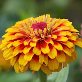 cynia-perska-mix-kolorow-nasiona-pieknie-kwitnie