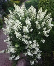 hortensja-bukietowa-kyushu-20-40cm-japonski-krzew