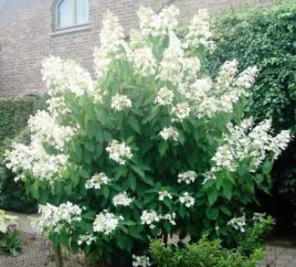 hortensja-bukietowa-levana-20-40cm-ciekawe-kwiatostany