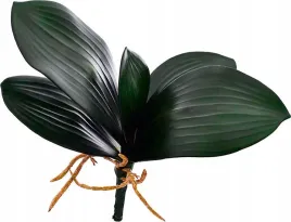 lisc-storczyka-liscie-kompozycja-kwiat-korzen-27