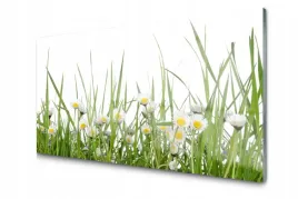 obraz-szklany-trawa-stokrotki-natura-foto-100x50