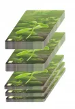 gra-lesne-rozdanie-rodzaj-podstawa