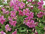 powojnik-clematis-krakowiak-c2