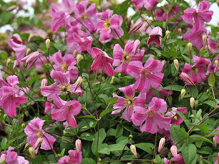 powojnik-clematis-krakowiak-c2-waga-z-opakowaniem-2-5-kg