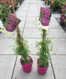 powojnik-clematis-krakowiak-c2-waga-z-opakowaniem-2-5-kg
