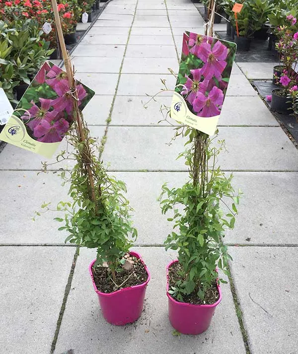 powojnik-clematis-krakowiak-c2-waga-z-opakowaniem-2-5-kg