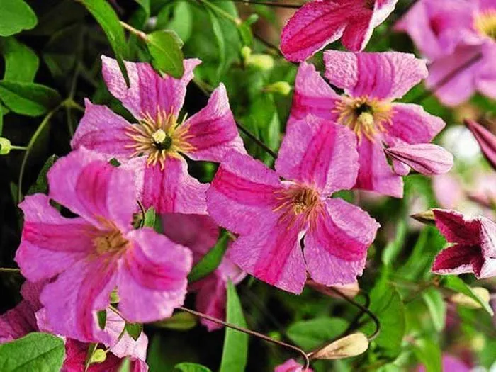 powojnik-clematis-krakowiak-c2-kod-produktu-clematis08385