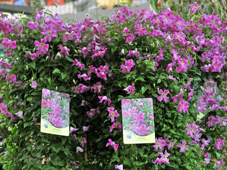powojnik-clematis-krakowiak-c2