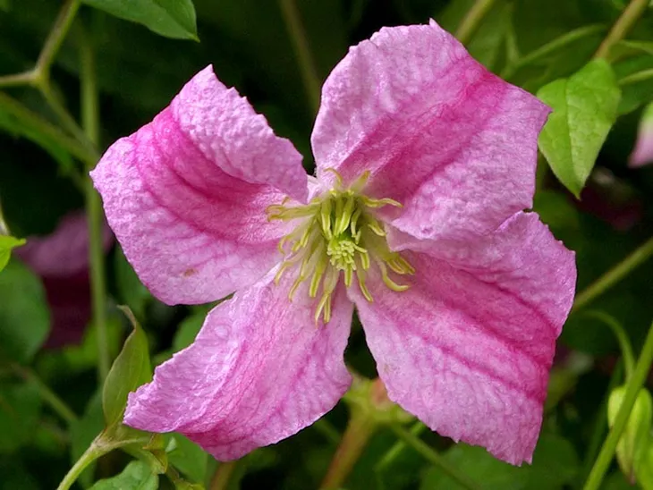 powojnik-clematis-krakowiak-c2-roslina-w-postaci-sadzonka-w-pojemniku-1-2l