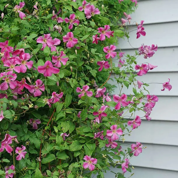 powojnik-clematis-krakowiak-c2-waga-z-opakowaniem-2-5-kg-styl-ogrod-skalny-ogrod-japonski-ogrod-wiejski-ogrod-nowoczesny-ogrod-srodziemnomorski