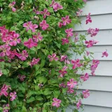 powojnik-clematis-krakowiak-c2-waga-z-opakowaniem-2-5-kg-styl-ogrod-skalny-ogrod-japonski-ogrod-wiejski-ogrod-nowoczesny-ogrod-srodziemnomorski
