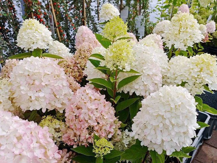 Hortensja bukietowa Magical Sweet Summer C3 – 169269386 - ERLI.pl