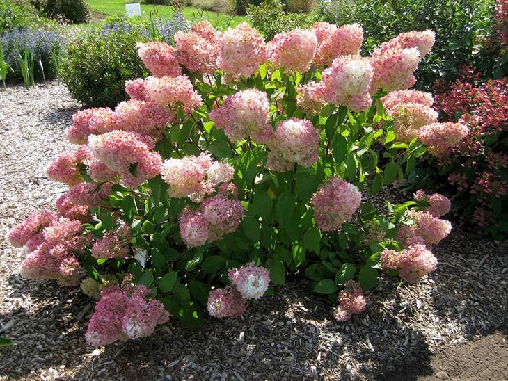 Hortensja bukietowa Magical Sweet Summer C3 – 169269386 - ERLI.pl