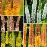 zestaw-eremurus-pustynnik-5-szt