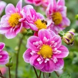 dalia-kolnierzykowa-hartenaas-1-szt