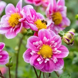 dalia-kolnierzykowa-hartenaas-1-szt