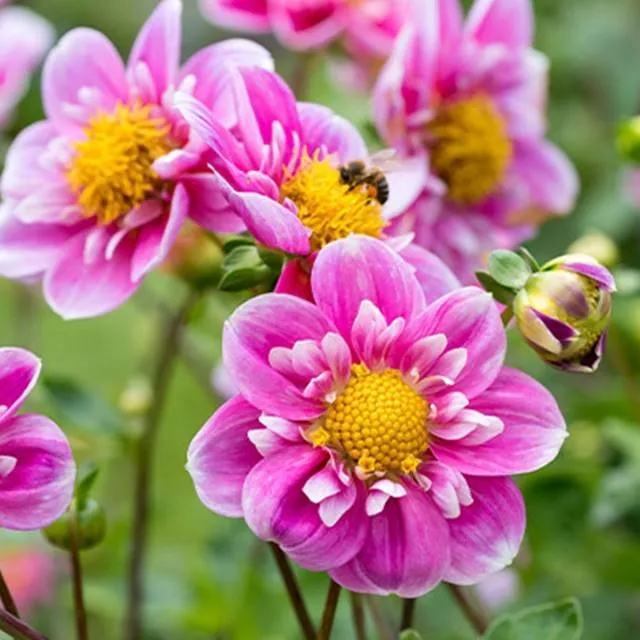 dalia-kolnierzykowa-hartenaas-1-szt