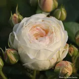 roza-parkowa-artemis-nostalgiczna-c3-styl-ogrod-skalny-ogrod-japonski-ogrod-wiejski-ogrod-nowoczesny-ogrod-srodziemnomorski