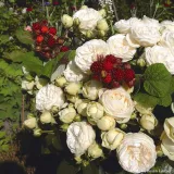 roza-parkowa-artemis-nostalgiczna-c3-waga-z-opakowaniem-3-7-kg-kod-produktu-rosa24010