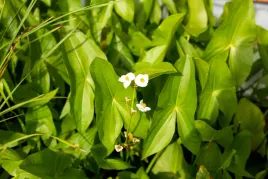 strzalka-wodna-szerokolistna-rosliny-oczko-staw