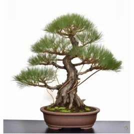 dab-rzeczny-nasiona