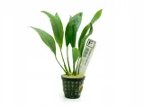 anubias-congensis-duzy-koszyk