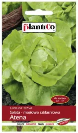 salata-atena-maslowa-szklarniowa-plantico-1g-nasiona-salaty-bardzo-wczesna
