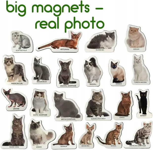 magnesy-rasy-kotow-stan-opakowania-oryginalne