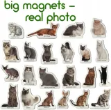 magnesy-rasy-kotow-stan-opakowania-oryginalne