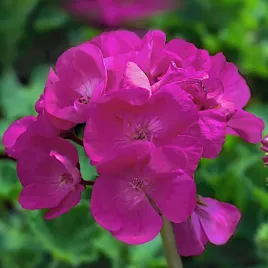 pelargonia-rabatowa-gama-f1-fioletowa-nasiona