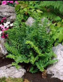 paproc-ogrodowa-narecznica-samcza-crispa-cristata-filix-mas