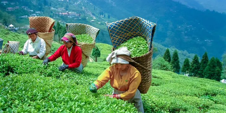herbata-darjeeling-premium