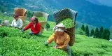 herbata-darjeeling-premium