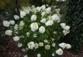 hortensja-bukietowa-silver-dollar-20-40cm-sliczna-sadzonka