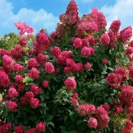 hortensja-bukietowa-mega-mindy-20-40cm-ogromne-kwiatostany