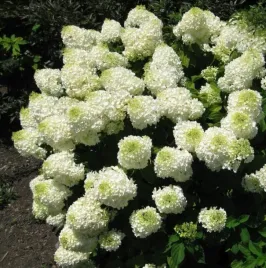 hortensja-bukietowa-magical-mont-blanc-10-20cm-kolorowe-kwiatostany