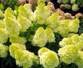 hortensja-bukietowa-magical-candle-20-40cm-zolta-najpiekniejsza