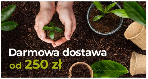 grusza-bera-hardy-2-203-roslina-w-postaci-sadzonka-w-balocie