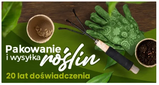 grusza-bera-hardy-2-203-stan-opakowania-oryginalne