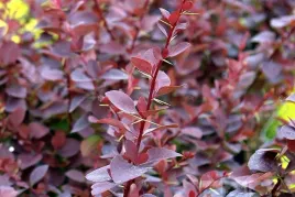 berberys-thunberga-ottawski-superba-30-60cm-piekne-liscie