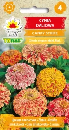 cynia-daliowa-candy-stripe-nasiona-kwiatow-1g-toraf