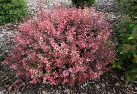 berberys-thunberga-inspiration-10-30cm-czerwono-rozowy-krzew