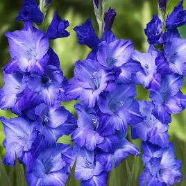 gladiolus-mieczyk-niebieski-5-szt-cebule-cebulki