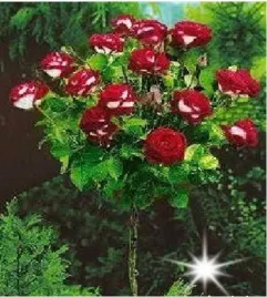 roza-na-pniu-bordowo-biala-3-005