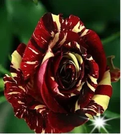 roza-na-pniu-bordowo-zolta-3-007