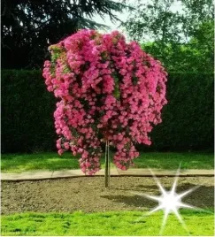 roza-na-pniu-rozowa-kaskadowa-3-034