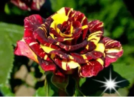 roza-pnaca-bordowo-zolta-h-pokus-3-203