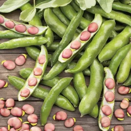 bob-karmazyn-bardzo-plenny-niesamowicie-smaczna-odmiana-nasiona